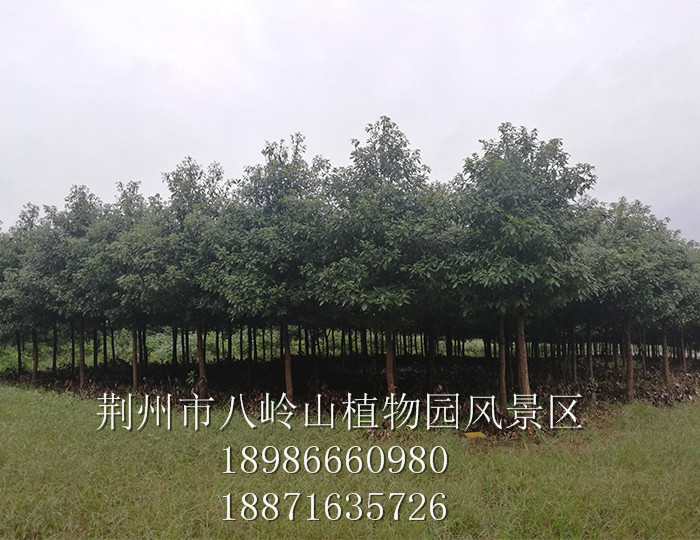 金絲楠(宜昌楠)